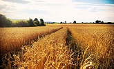 Barmendra AgroTech Pvt Ltd